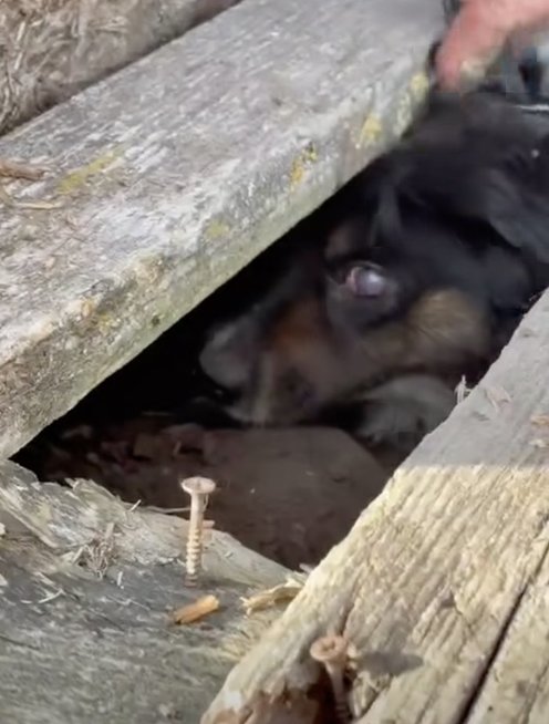 Po lentomis šeima rado šunį su grandine (nuotr. stop kadras) Po lentomis šeima rado šunį su grandine (nuotr. stop kadras)