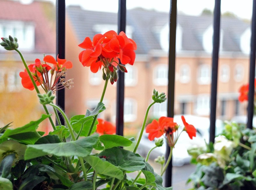 Balkono gėlės