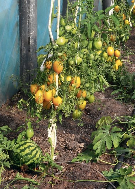 Virginijaus Preidžiaus ūkyje arbūzai puikiai auga pomidorų draugijoje (A. Garastaitės nuotr.)
