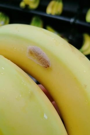 Parduotuvėje pamatęs, kas slepiasi bananuose, vyras bėgo neatsisukdamas: to nelinkėtų niekam