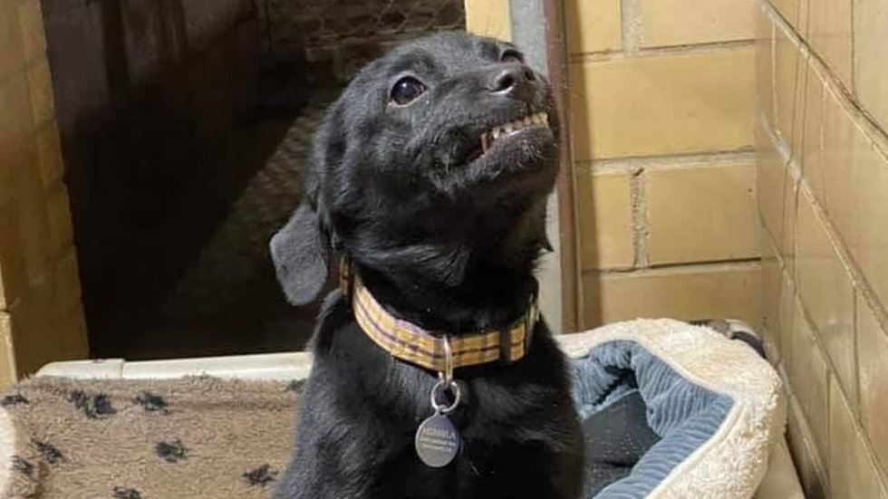 Jautru iki ašarų: 8 savaičių šuniukas šypsosi visiems, kad jį pasiimtų namo (nuotr. facebook.com)