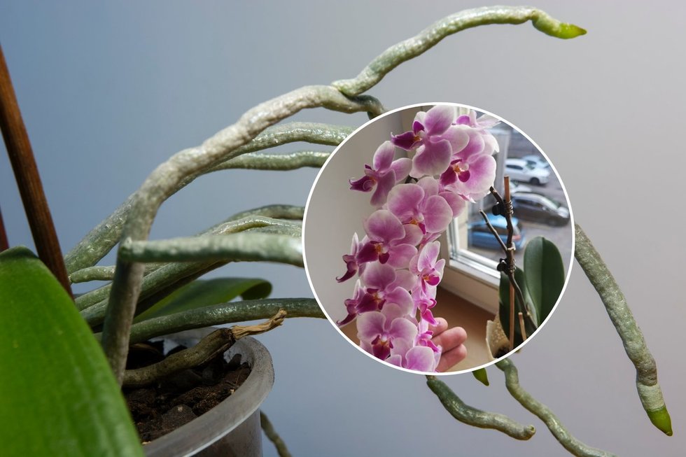 Orchidėjų šaknys