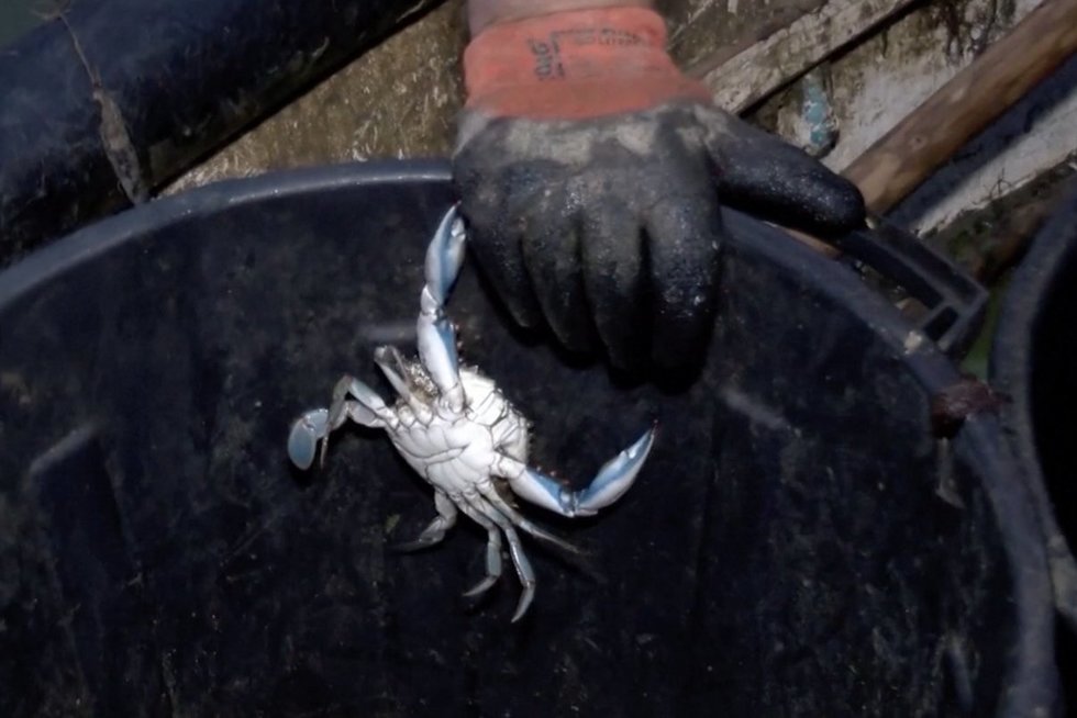 Prancūzijos žvejai griebiasi už galvų – jų pragyvenimo šaltinį naikina invazinė krabų rūšis (nuotr. stop kadras)