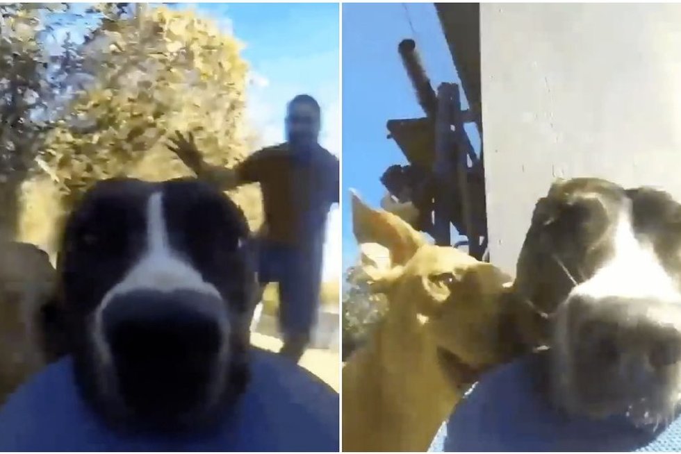 GoPro kamerą pavogęs šuo tapo interneto įžymybe  