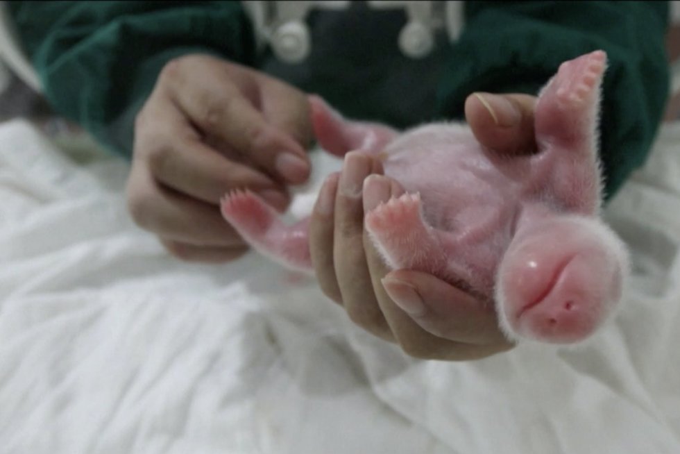 Nuostabios žinios iš Kinijos: gimė putliausias pandos mažylis pasaulyje (nuotr. stop kadras)