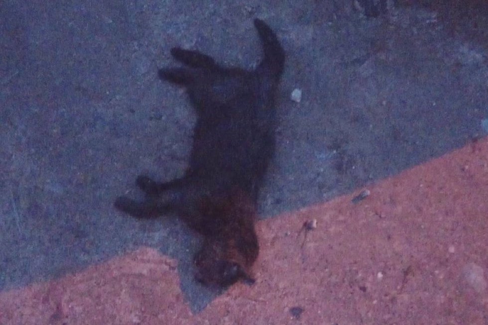 Paaiškėjo Klaipėdoje nužudyto katino skrodimo išvados: jis buvo užmuštas (nuotr. stop kadras)