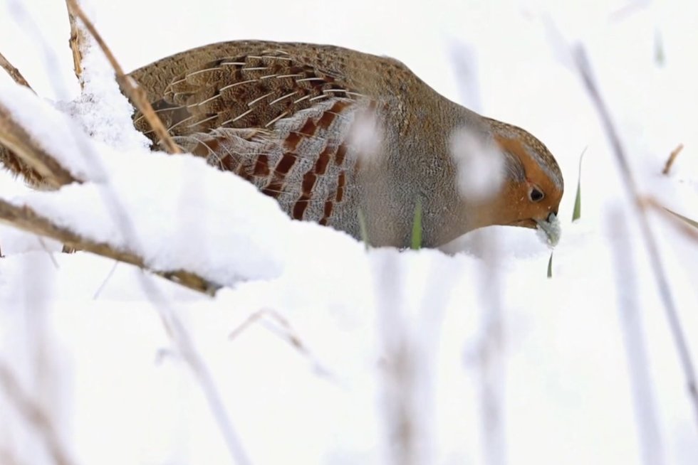 Sniegas ir šalčiai pražūtingi: laukinės pievų vištelės badauja – kaip padėti nykstantiems paukščiams? (nuotr. stop kadras)