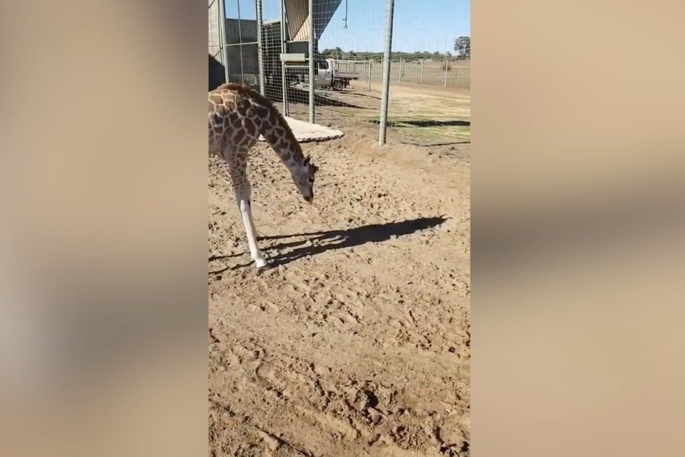 Zoologijos sode – neįtikėtinai mielas jaunos žirafos poelgis: neįmanoma nenusišypsoti (nuotr. stop kadras)