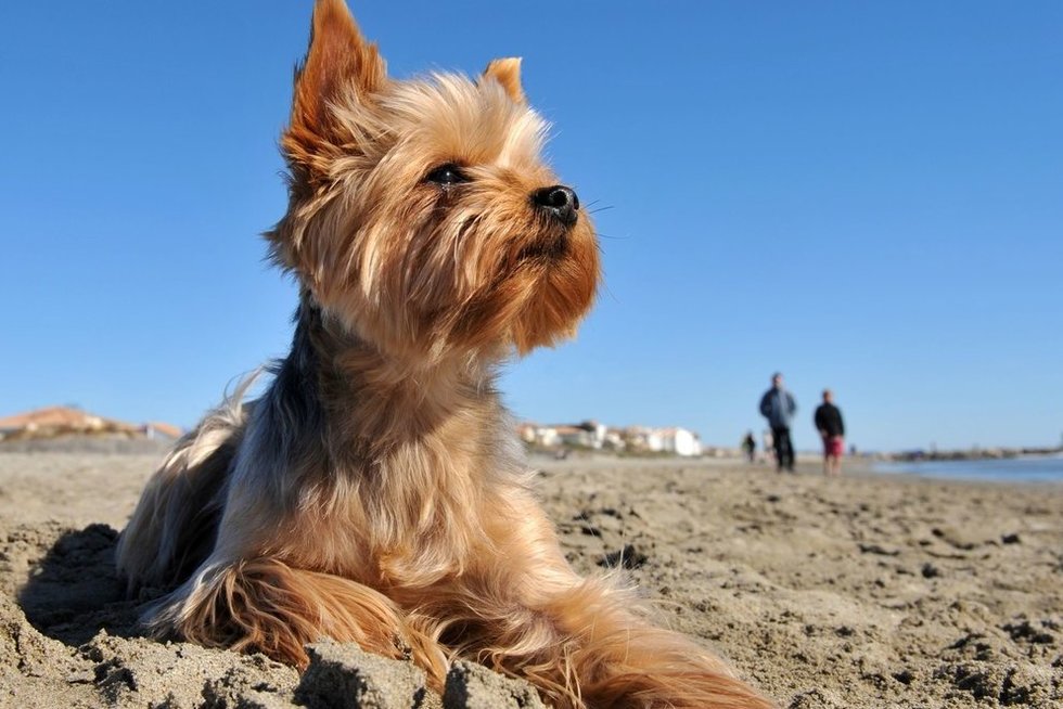 Šuo paplūdimyje (nuotr. 123rf.com)