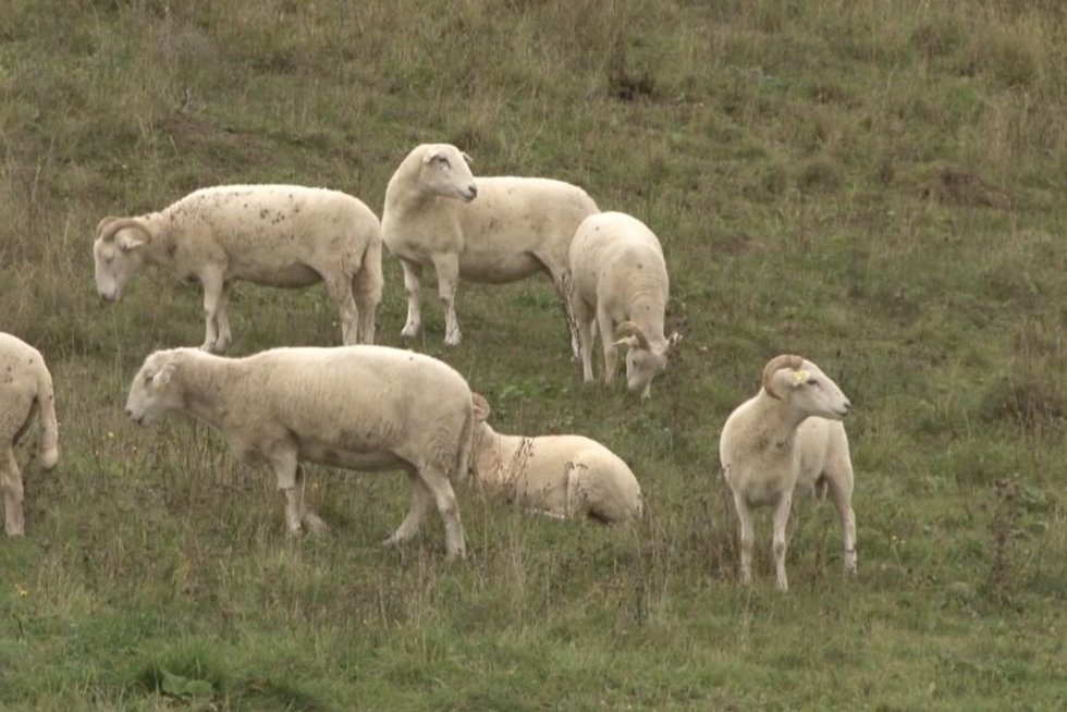 Vilkai ir toliau siautėja nevaldomi: Suvalkijoje papjovė 13 avių (nuotr. stop kadras)