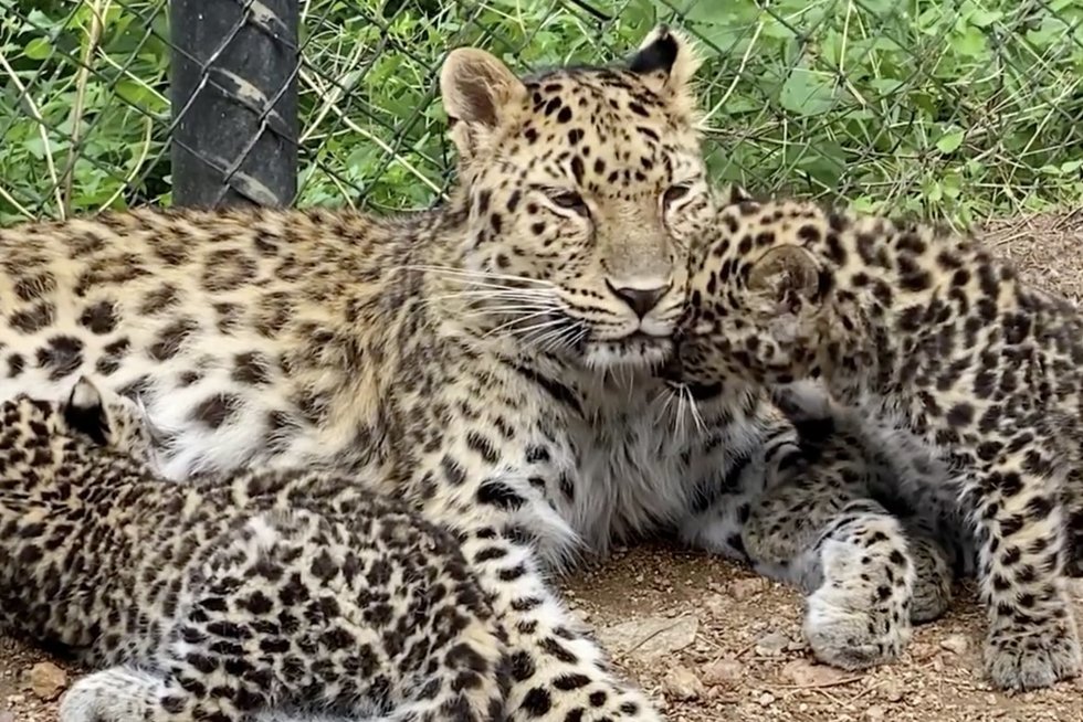 Jautri akimirka: nufilmavo leopardo jaunklių glamones su mama  (nuotr. stop kadras)