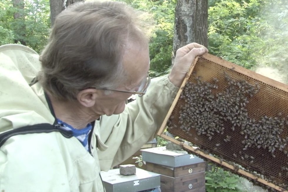 Šie metai - kitokie: bitynuose kaip pašėlusios spiečiasi bitės  