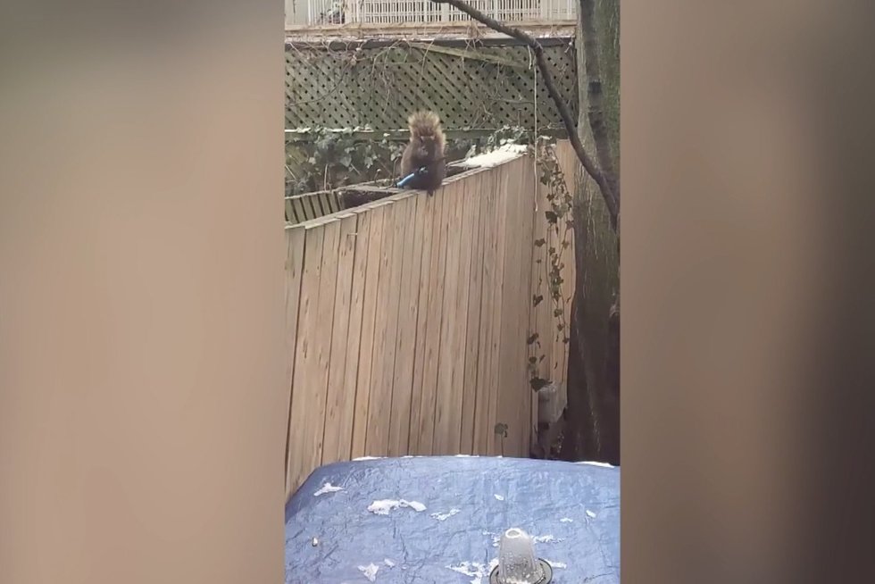 Voverės poelgis nustebino moterį: pamačiusi negalėjo nenufilmuoti  
