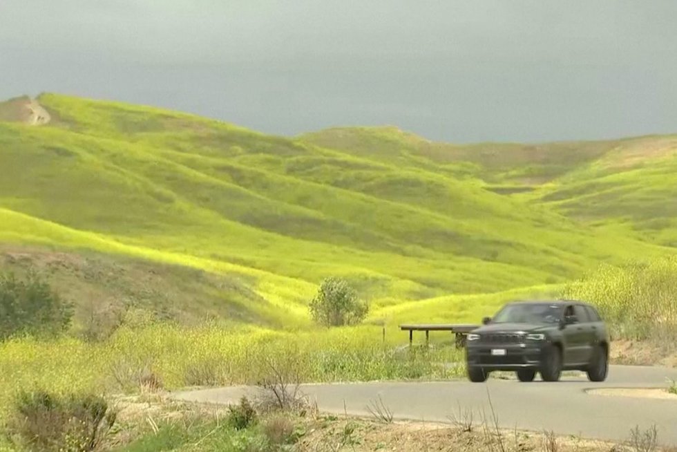 Kalifornijoje 14 tūkst. arų nusižadė geltona spalva: pražydo milžiniškų garstyčių laukai (nuotr. stop kadras)