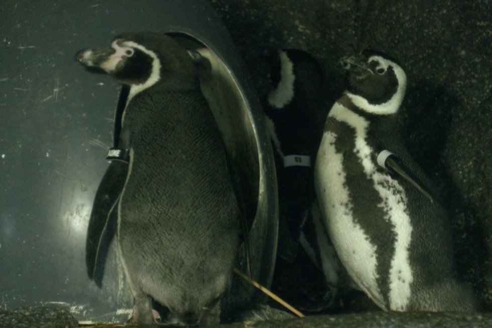 Lietuvos jūrų muziejuje pagarsėjo biseksuali pingvinų pora: „Abudu patinai ir jie keičiasi vaidmenimis“ (nuotr. stop kadras)