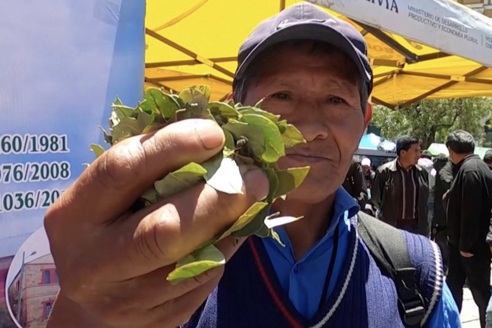 Bolivijoje – kokainmedžio lapų kramtymo šventė: kitur tai nelegalu (nuotr. stop kadras)