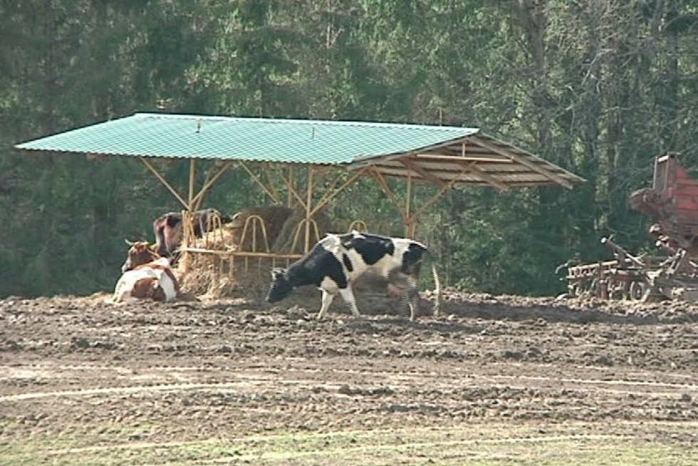 Šokiruojantis vaizdas ūkininko laukuose (nuotr. TV3)