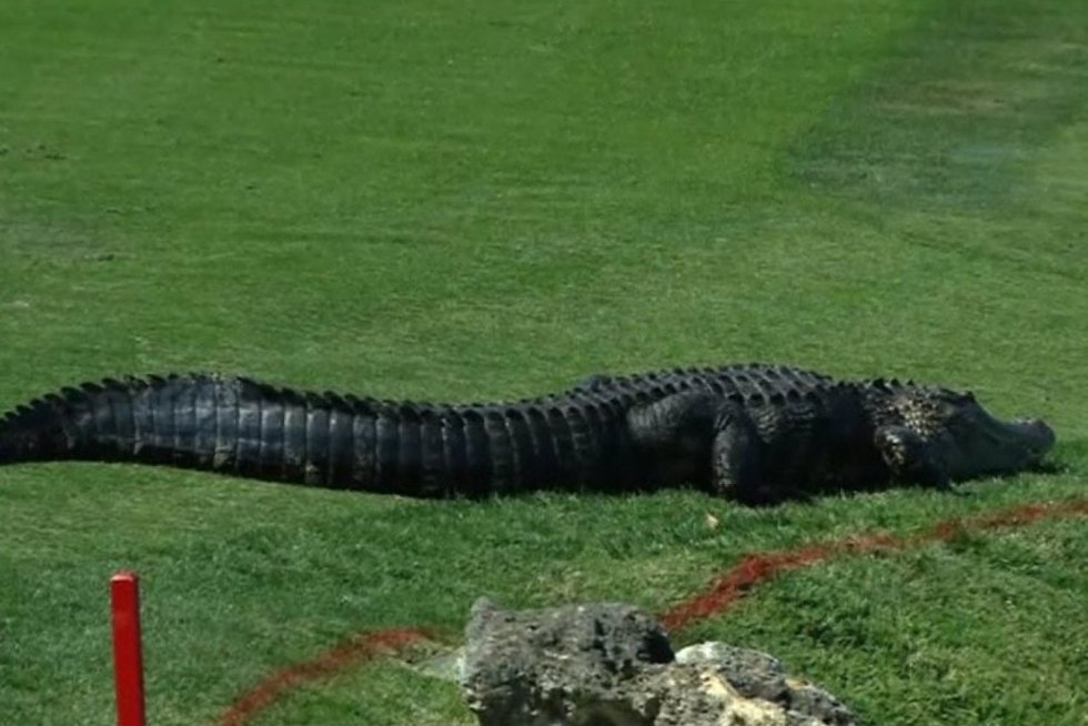 Šurmulį sukėlė aligatorius golfo varžybose (nuotr. TV3)