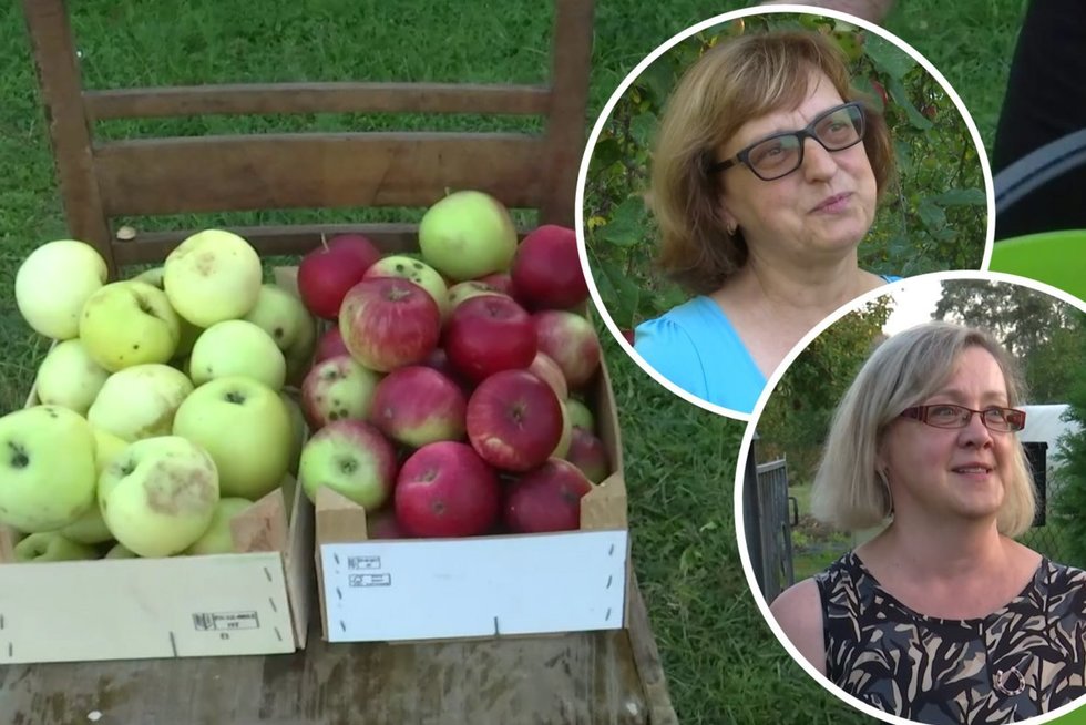 Gyventojų dosnumas džiugina: nemokamai dalijasi obuoliais, kriaušėmis (tv3.lt koliažas)