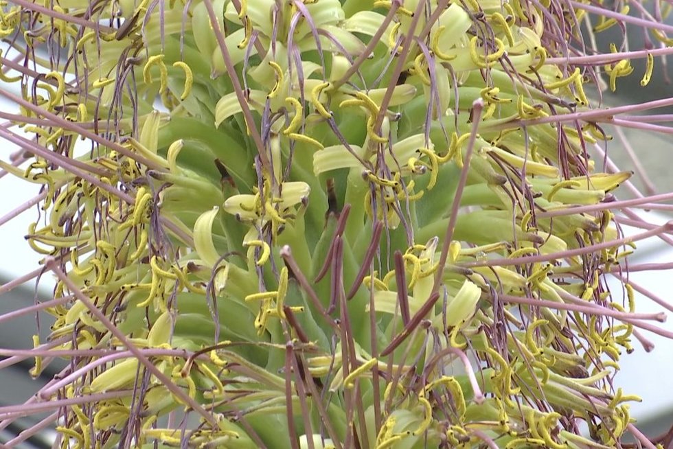 Kauno botanikos sode – rekordinio žiedo dydžio šimtametė agava: žydi tik vieną kartą (nuotr. stop kadras)