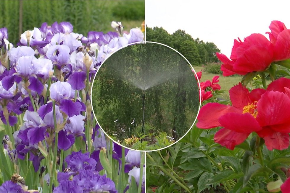 Gėlių mylėtojai džiaugsis trumpiau – vasarą žydinčius augalus pasiglemžia sausra (tv3.lt koliažas)