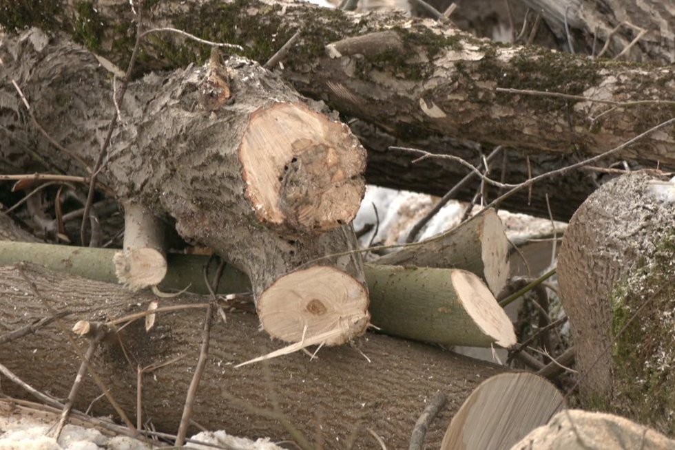 Sprendžiama, kaip sutramdyti pažeidėjus, be leidimų kertančius medžius: didesnių baudų nebeužteks? (nuotr. stop kadras)