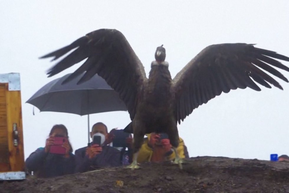 Bolivijoje didžiausias pasaulyje paukštis kondoras paleistas į laisvę (nuotr. stop kadras)
