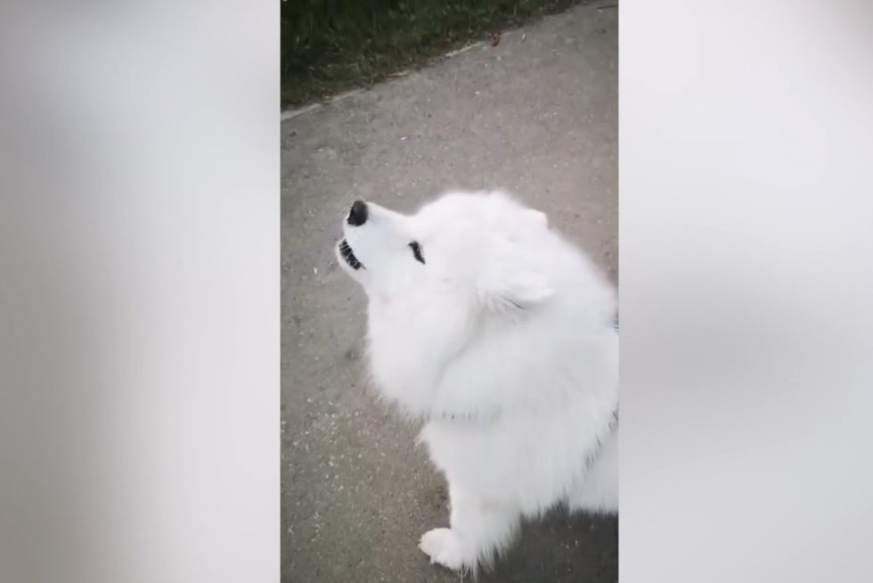 Nufilmavo keistą šuns pomėgį: tai nutinka išgirdus sirenas (nuotr. stop kadras)
