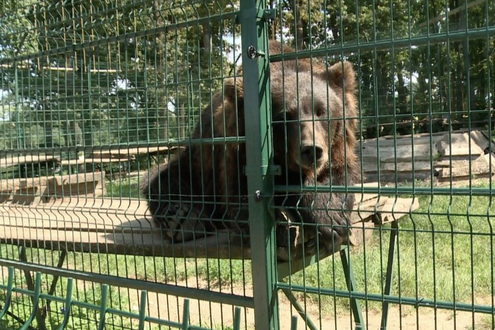 Iš privataus parko aplinkosaugininkai konfiskavo mešką, liūtą ir pumą, darbuotojai sako: „Visi verkėm“ (nuotr. stop kadras)